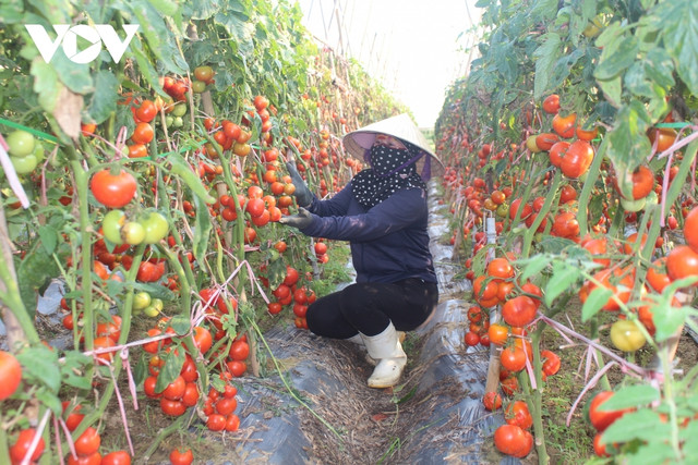 Xót xa cảnh cà chua chín đỏ rụng thối đầy đồng không ai mua Xot xa canh ca chua chin do rung thoi day dong khong ai mua