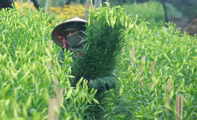 Hốt bạc nhờ cơn sốt hoa loa kèn nở sớm đổ bộ Hà thành - Hình 3 Hot bac nho con sot hoa loa ken no som do bo Ha thanh-Hinh-3