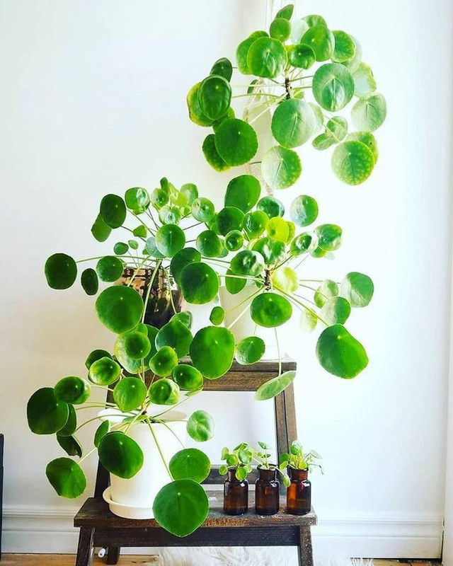 4 cây phong thủy giúp xua vận đen, mang may mắn trong tháng 7 Âm lịch - Hình 3 4 cay phong thuy giup xua van den, mang may man trong thang 7 Am lich-Hinh-3