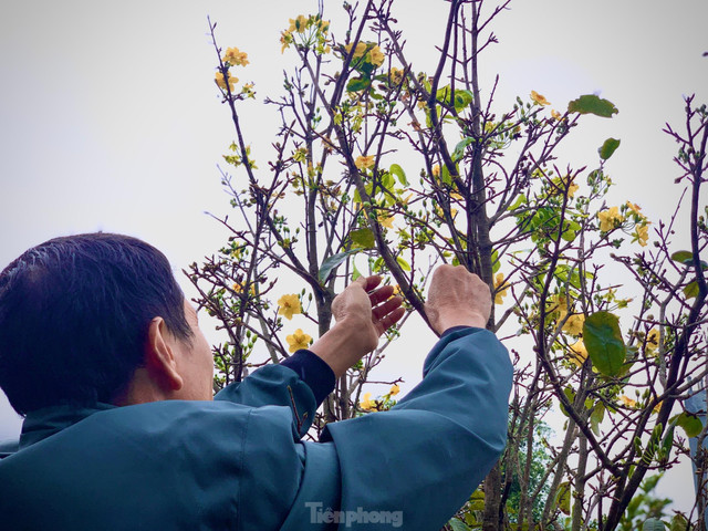 Người dân thấp thỏm vì hoa mai nở trước Tết cả tháng - Hình 5 Nguoi dan thap thom vi hoa mai no truoc Tet ca thang-Hinh-5