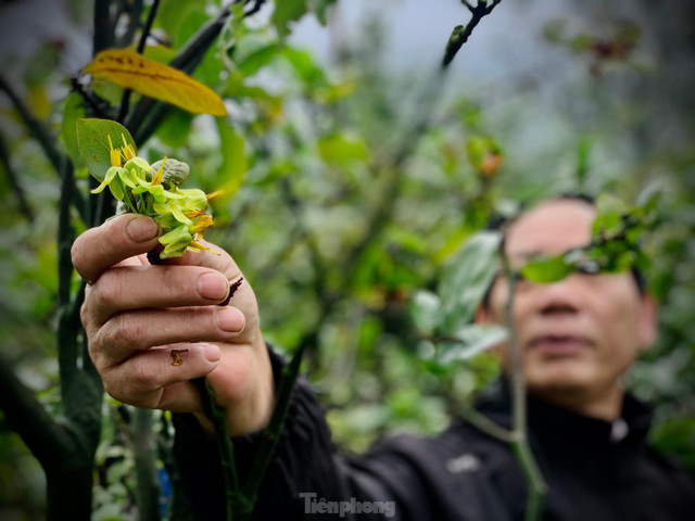Người dân thấp thỏm vì hoa mai nở trước Tết cả tháng - Hình 14 Nguoi dan thap thom vi hoa mai no truoc Tet ca thang-Hinh-14