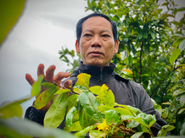 Người dân thấp thỏm vì hoa mai nở trước Tết cả tháng - Hình 13 Nguoi dan thap thom vi hoa mai no truoc Tet ca thang-Hinh-13