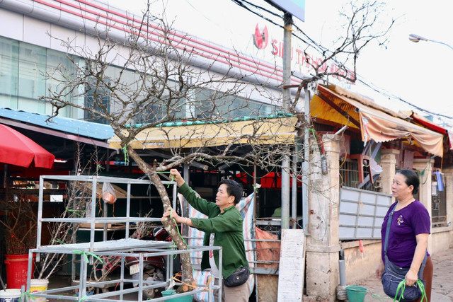Mận, đào Tây Bắc nở sớm hút khách chợ hoa Quảng An, Hà Nội - Hình 6 Man, dao Tay Bac no som hut khach cho hoa Quang An, Ha Noi-Hinh-6
