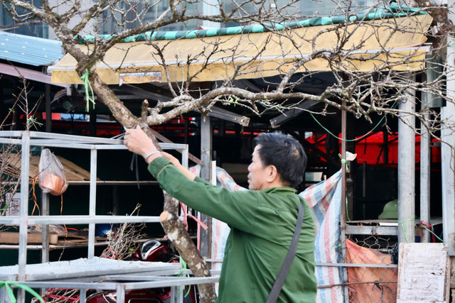 Mận, đào Tây Bắc nở sớm hút khách chợ hoa Quảng An, Hà Nội - Hình 8 Man, dao Tay Bac no som hut khach cho hoa Quang An, Ha Noi-Hinh-8
