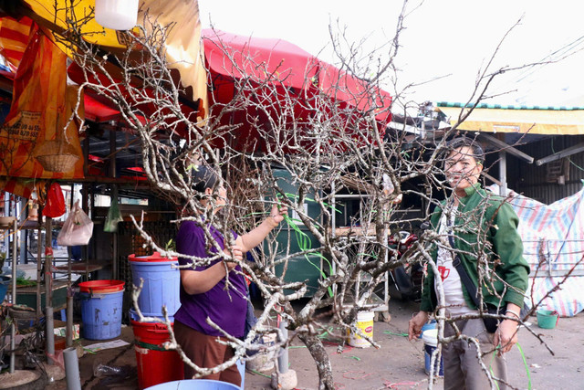 Mận, đào Tây Bắc nở sớm hút khách chợ hoa Quảng An, Hà Nội - Hình 7 Man, dao Tay Bac no som hut khach cho hoa Quang An, Ha Noi-Hinh-7
