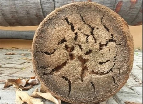 Loài cây lạ lùng của Việt Nam đứng vững trong siêu bão - Hình 2 Loai cay la lung cua Viet Nam dung vung trong sieu bao-Hinh-2
