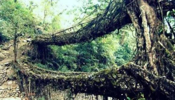 Cây cầu bằng rễ cây 500 tuổi, độc đáo nhất thế giới - Hình 4 Cay cau bang re cay 500 tuoi, doc dao nhat the gioi-Hinh-4
