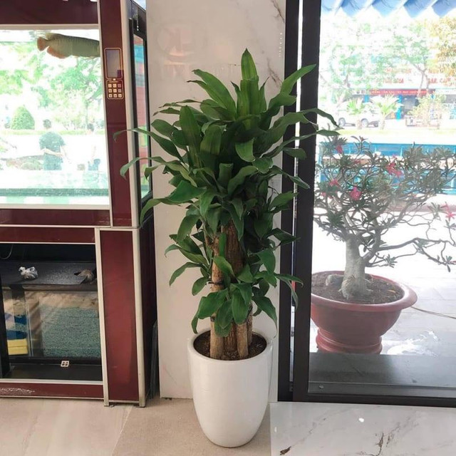 Kích hoạt âm quý nhân giúp bình an kéo đến, vạn sự hanh thông - Hình 2 Kich hoat am quy nhan giup binh an keo den, van su hanh thong-Hinh-2