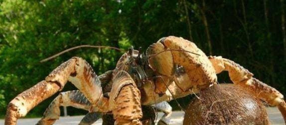 Loại cua lớn nhất trên cạn, ăn ngon đến mức bị đe doạ tuyệt chủng - Hình 3 Loai cua lon nhat tren can, an ngon den muc bi de doa tuyet chung-Hinh-3