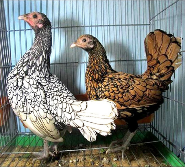 Lạ: Nuôi gà “lai” cá, chi phí ít mà thu về bạc triệu - Hình 13 La: Nuoi ga “lai” ca, chi phi it ma thu ve bac trieu-Hinh-13