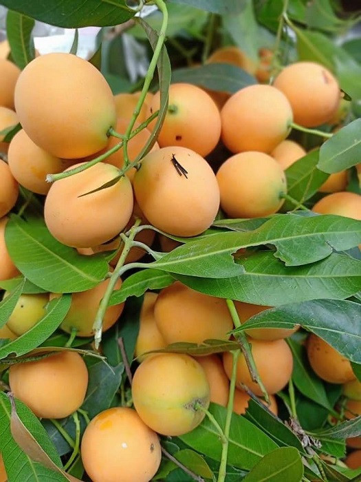 Loại quả nhìn như trứng gà giá siêu rẻ, chỉ từ 50 nghìn đồng/kg - Hình 3 Loai qua nhin nhu trung ga gia sieu re, chi tu 50 nghin dong/kg-Hinh-3