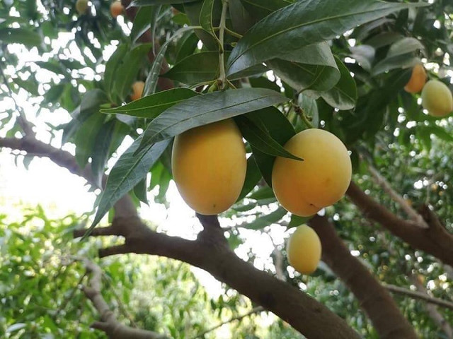 Loại quả nhìn như trứng gà giá siêu rẻ, chỉ từ 50 nghìn đồng/kg - Hình 4 Loai qua nhin nhu trung ga gia sieu re, chi tu 50 nghin dong/kg-Hinh-4