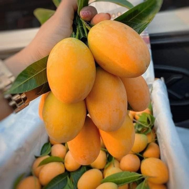 Loại quả nhìn như trứng gà giá siêu rẻ, chỉ từ 50 nghìn đồng/kg - Hình 5 Loai qua nhin nhu trung ga gia sieu re, chi tu 50 nghin dong/kg-Hinh-5