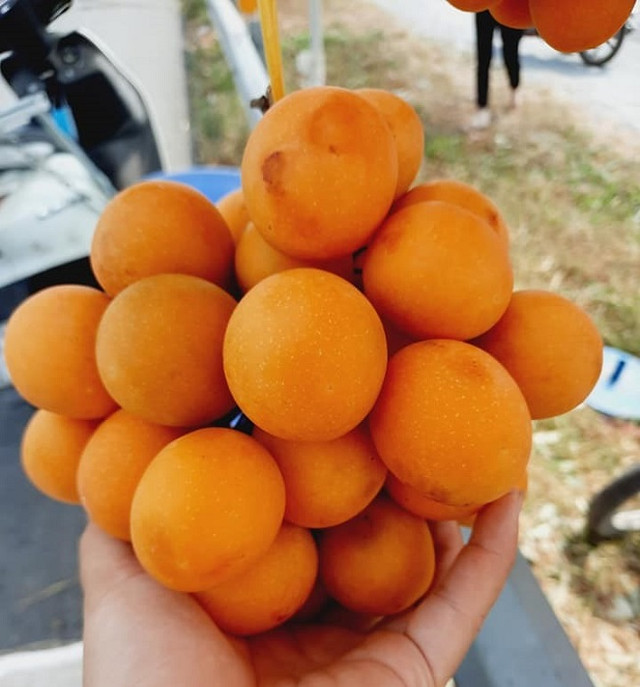 Loại quả nhìn như trứng gà giá siêu rẻ, chỉ từ 50 nghìn đồng/kg Loai qua nhin nhu trung ga gia sieu re, chi tu 50 nghin dong/kg
