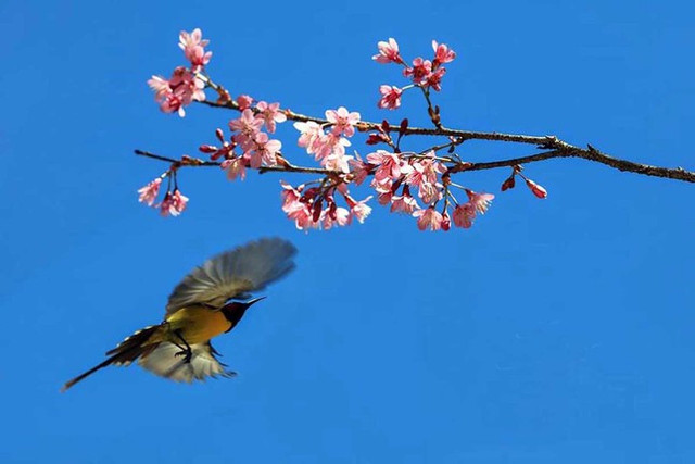 "Chôn chân" ở nơi ngắm chim lý tưởng nhất Việt Nam - Hình 8 “Chôn chân” ở nơi ngắm chim lý tưởng nhất Việt Nam ảnh 8