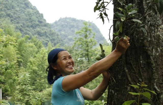 Xưa mọc dại không ai hái, nay dân hái bán 400.000/kg thành đặc sản nổi tiếng - Hình 7 Xua moc dai khong ai hai, nay dan hai ban 400.000/kg thanh dac san noi tieng-Hinh-7