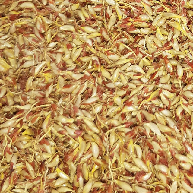 Xưa mọc dại không ai hái, nay dân hái bán 400.000/kg thành đặc sản nổi tiếng - Hình 5 Xua moc dai khong ai hai, nay dan hai ban 400.000/kg thanh dac san noi tieng-Hinh-5