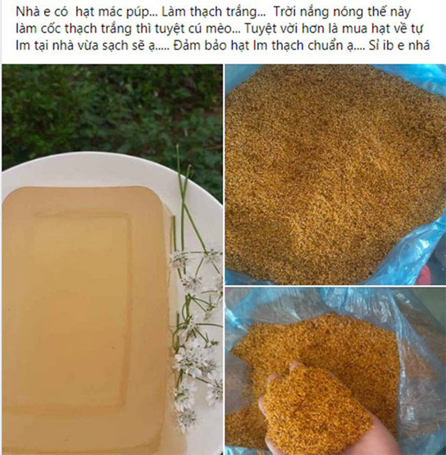 Xưa mọc dại không ai hái, nay dân hái bán 400.000/kg thành đặc sản nổi tiếng - Hình 9 Xua moc dai khong ai hai, nay dan hai ban 400.000/kg thanh dac san noi tieng-Hinh-9