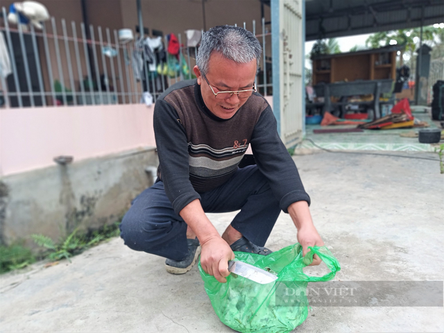 Hải Dương: Nuôi cá chình nhàn tênh, mỗi năm lãi nửa tỷ đồng - Hình 2 Hai Duong: Nuoi ca chinh nhan tenh, moi nam lai nua ty dong-Hinh-2