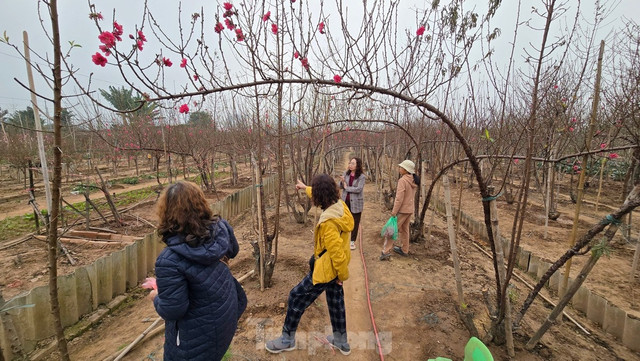 Đào Nhật Tân khoe sắc rực rỡ, giá tăng cao nhưng vẫn hút khách - Hình 6 Dao Nhat Tan khoe sac ruc ro, gia tang cao nhung van hut khach-Hinh-6