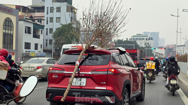 Đào Nhật Tân khoe sắc rực rỡ, giá tăng cao nhưng vẫn hút khách - Hình 16 Dao Nhat Tan khoe sac ruc ro, gia tang cao nhung van hut khach-Hinh-16