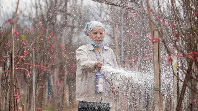 Đào Nhật Tân khoe sắc rực rỡ, giá tăng cao nhưng vẫn hút khách - Hình 14 Dao Nhat Tan khoe sac ruc ro, gia tang cao nhung van hut khach-Hinh-14