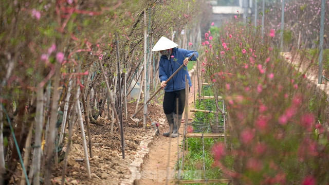 Đào Nhật Tân khoe sắc rực rỡ, giá tăng cao nhưng vẫn hút khách - Hình 15 Dao Nhat Tan khoe sac ruc ro, gia tang cao nhung van hut khach-Hinh-15