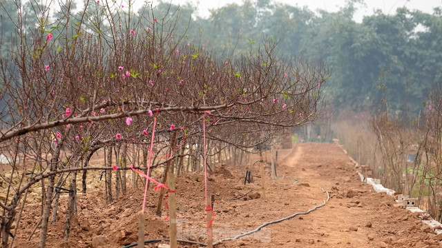 Đào Nhật Tân khoe sắc rực rỡ, giá tăng cao nhưng vẫn hút khách - Hình 5 Dao Nhat Tan khoe sac ruc ro, gia tang cao nhung van hut khach-Hinh-5