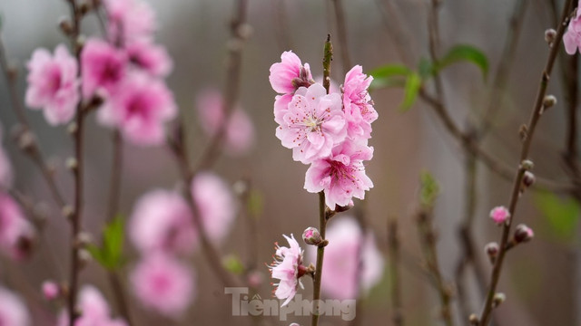 Đào Nhật Tân khoe sắc rực rỡ, giá tăng cao nhưng vẫn hút khách - Hình 13 Dao Nhat Tan khoe sac ruc ro, gia tang cao nhung van hut khach-Hinh-13