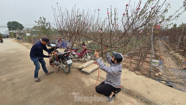 Đào Nhật Tân khoe sắc rực rỡ, giá tăng cao nhưng vẫn hút khách - Hình 7 Dao Nhat Tan khoe sac ruc ro, gia tang cao nhung van hut khach-Hinh-7