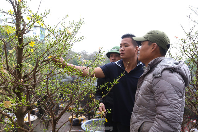Mai vàng bung nở hút khách sắm Tết thành Vinh - Hình 12 Mai vang bung no hut khach sam Tet thanh Vinh-Hinh-12