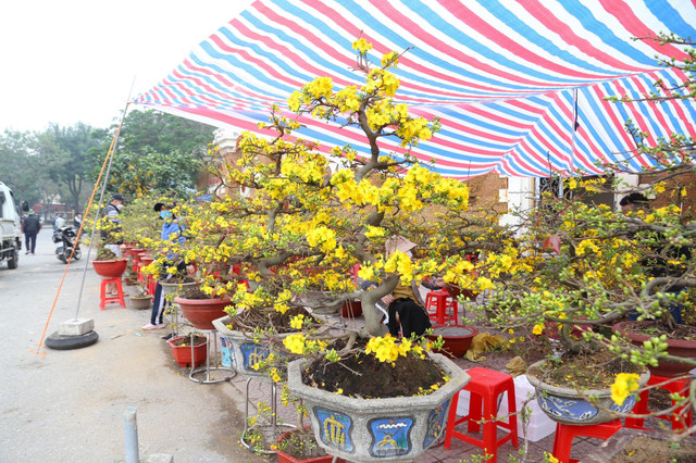 Mai vàng bung nở hút khách sắm Tết thành Vinh - Hình 5 Mai vang bung no hut khach sam Tet thanh Vinh-Hinh-5