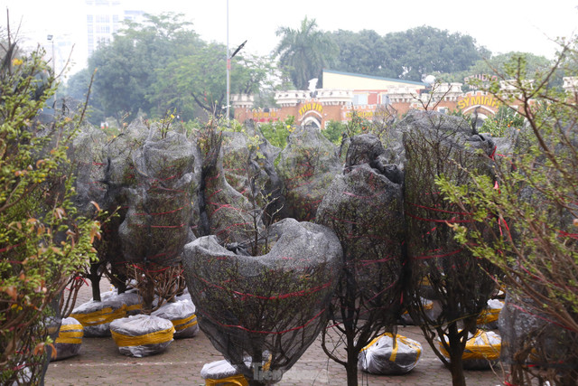 Mai vàng bung nở hút khách sắm Tết thành Vinh - Hình 6 Mai vang bung no hut khach sam Tet thanh Vinh-Hinh-6