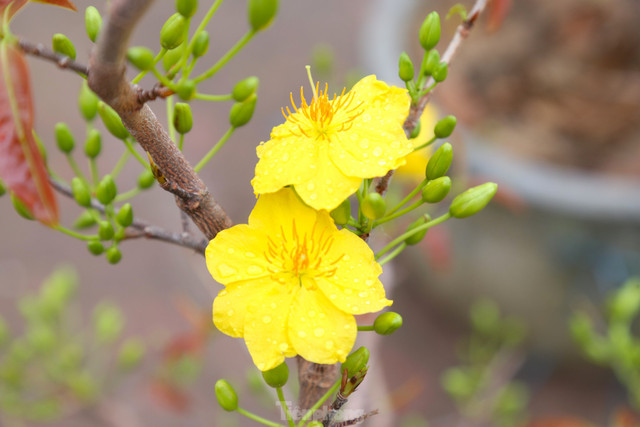 Mai vàng bung nở hút khách sắm Tết thành Vinh - Hình 4 Mai vang bung no hut khach sam Tet thanh Vinh-Hinh-4