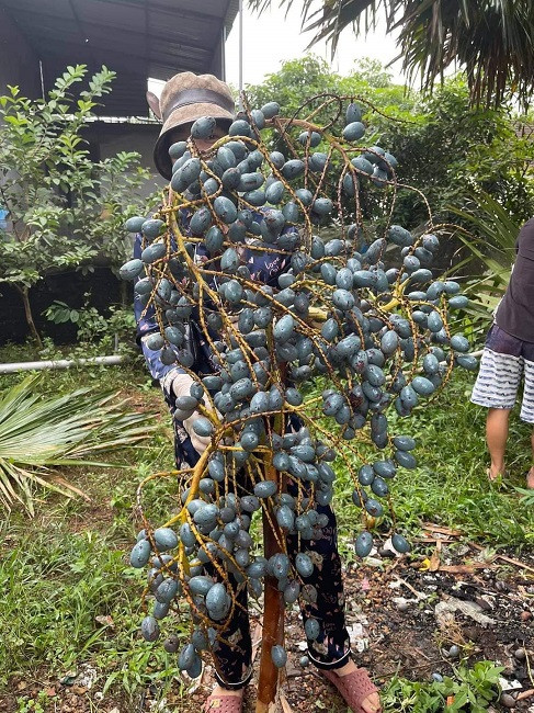 Loại quả đen sì cháy hàng trên chợ mạng, giá gần trăm nghìn đồng/kg Loai qua den si chay hang tren cho mang, gia gan tram nghin dong/kg