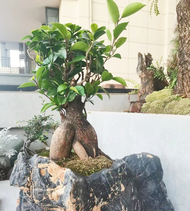 Gợi ý lựa chọn cây cảnh “hút tài lộc” cho ngày Tết - Hình 3 Goi y lua chon cay canh “hut tai loc” cho ngay Tet-Hinh-3