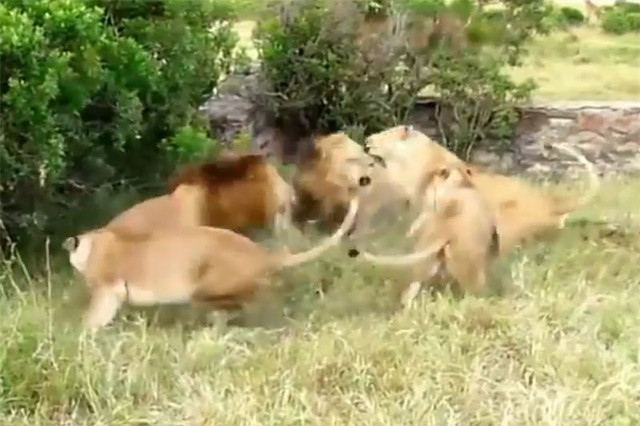 Clip: Màn hỗn chiến đẫm máu của “lãnh chúa vùng đồng cỏ” Clip: Man hon chien dam mau cua “lanh chua vung dong co”
