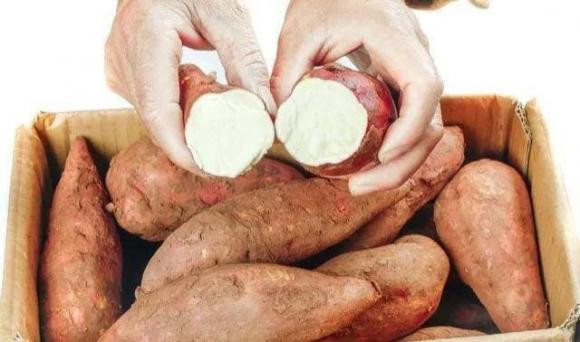 Bí quyết hấp khoai lang ngon không phải ai cũng biết - Hình 2 Bi quyet hap khoai lang ngon khong phai ai cung biet-Hinh-2