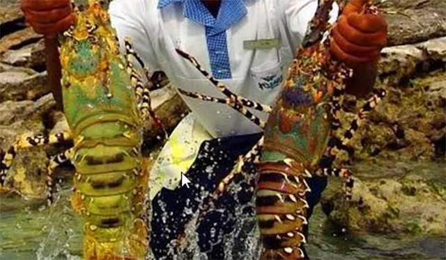 Cận cảnh khu chợ bán hải sản kích thước “khủng”, giá rẻ như rau gây bất ngờ - Hình 5 Can canh khu cho ban hai san kich thuoc “khung”, gia re nhu rau gay bat ngo-Hinh-5
