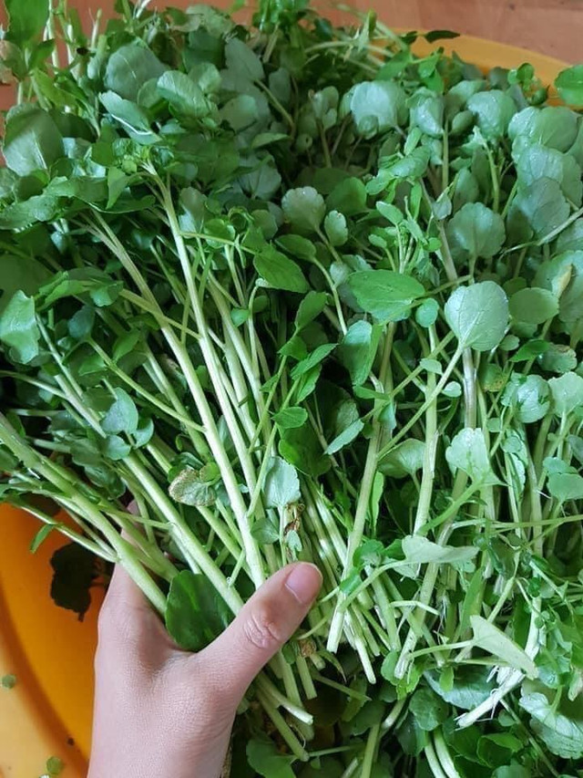 4 loại rau 'chất đống' ký sinh trùng, mắc ổ bệnh nếu không chế biến sạch 4 loai rau 'chat dong' ky sinh trung, mac o benh neu khong che bien sach