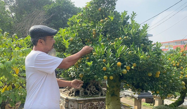 Lão nông Hà Nội mang quất ghép với cây lạ, bán hàng trăm triệu đồng/gốc - Hình 5 Lao nong Ha Noi mang quat ghep voi cay la, ban hang tram trieu dong/goc-Hinh-5