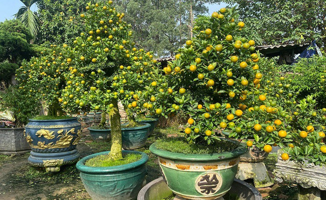 Lão nông Hà Nội mang quất ghép với cây lạ, bán hàng trăm triệu đồng/gốc - Hình 7 Lao nong Ha Noi mang quat ghep voi cay la, ban hang tram trieu dong/goc-Hinh-7