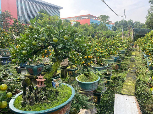 Lão nông Hà Nội mang quất ghép với cây lạ, bán hàng trăm triệu đồng/gốc - Hình 6 Lao nong Ha Noi mang quat ghep voi cay la, ban hang tram trieu dong/goc-Hinh-6