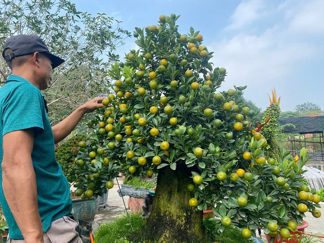 Lão nông Hà Nội mang quất ghép với cây lạ, bán hàng trăm triệu đồng/gốc - Hình 4 Lao nong Ha Noi mang quat ghep voi cay la, ban hang tram trieu dong/goc-Hinh-4