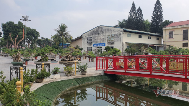 Vườn hội tụ những 'siêu cây' đình đám khắp 3 miền - Hình 3 Vuon hoi tu nhung 'sieu cay' dinh dam khap 3 mien-Hinh-3
