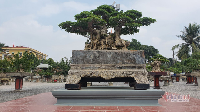 Vườn hội tụ những 'siêu cây' đình đám khắp 3 miền - Hình 5 Vuon hoi tu nhung 'sieu cay' dinh dam khap 3 mien-Hinh-5