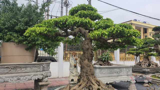 Vườn hội tụ những 'siêu cây' đình đám khắp 3 miền - Hình 9 Vuon hoi tu nhung 'sieu cay' dinh dam khap 3 mien-Hinh-9