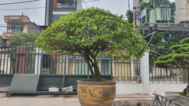 Vườn hội tụ những 'siêu cây' đình đám khắp 3 miền - Hình 11 Vuon hoi tu nhung 'sieu cay' dinh dam khap 3 mien-Hinh-11
