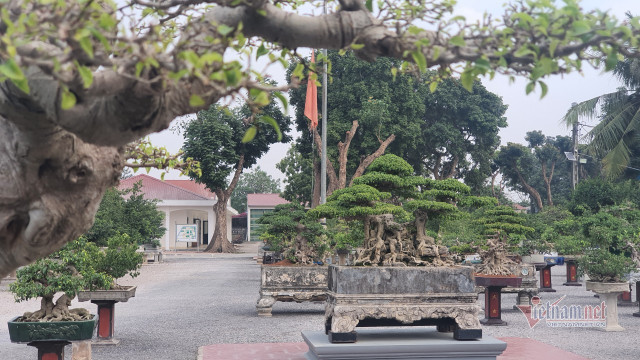 Vườn hội tụ những 'siêu cây' đình đám khắp 3 miền - Hình 14 Vuon hoi tu nhung 'sieu cay' dinh dam khap 3 mien-Hinh-14