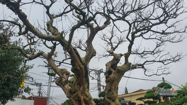 Vườn hội tụ những 'siêu cây' đình đám khắp 3 miền - Hình 7 Vuon hoi tu nhung 'sieu cay' dinh dam khap 3 mien-Hinh-7